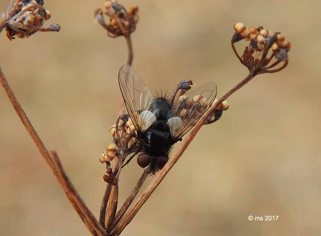 Rhinophoridae?   No, Tachinidae: Leucostoma sp.